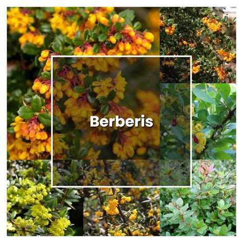 burberry shrub maintenance|will barberry grow in shade.